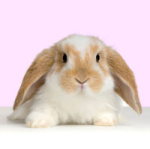 Uživatelský avatar